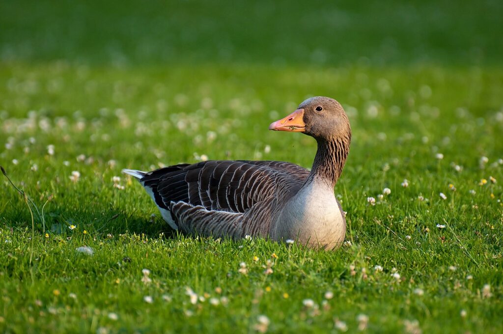 Graugans liegt auf einer Wiese
