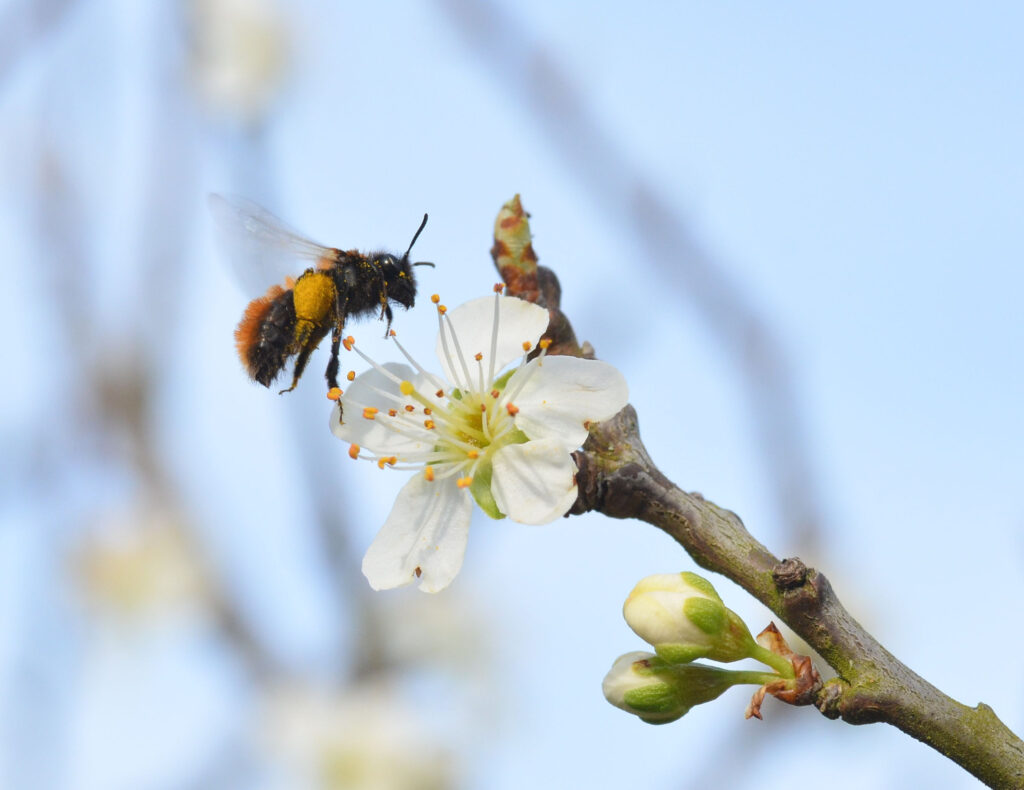 Nahaufnahme einer Wildbiene im Flug an einer Blüte