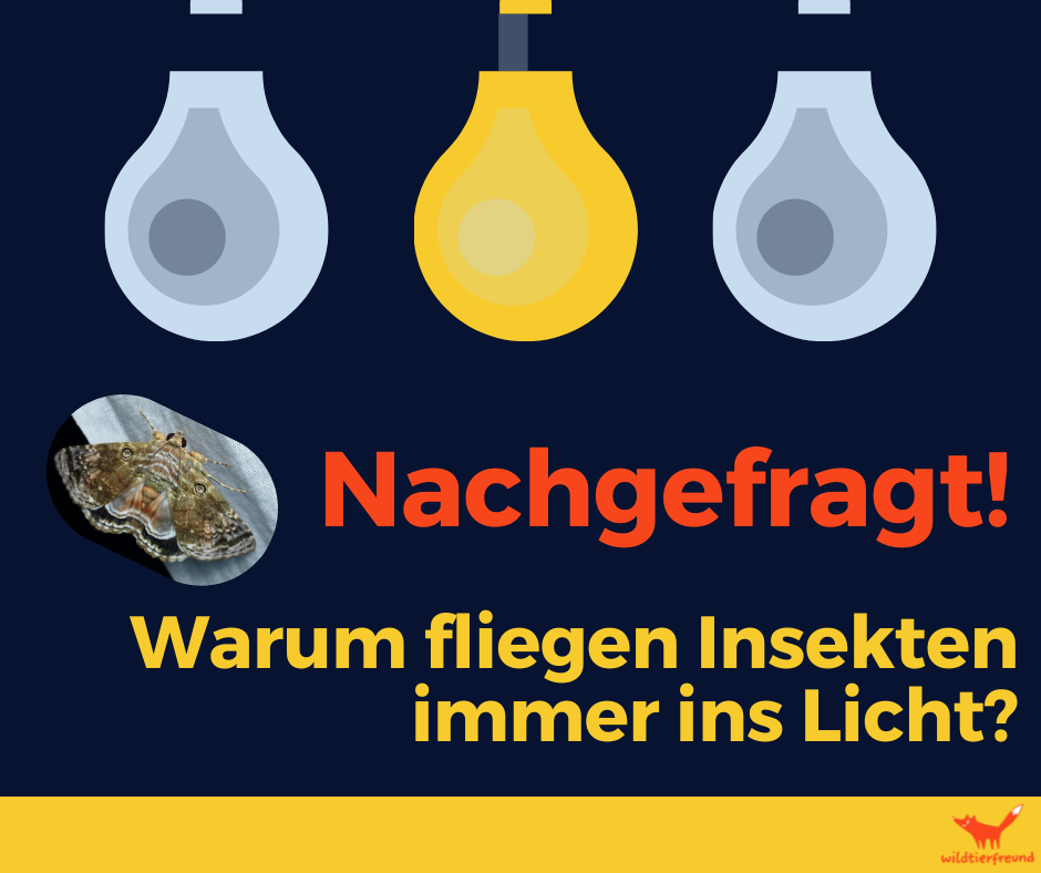 Grafik mit Glühbirnen und dem Bild eines Nachtfalters. Dazu eine Texteinblendung: "Nachgefragt!Warum fliegen Insekten immer ins Licht?"