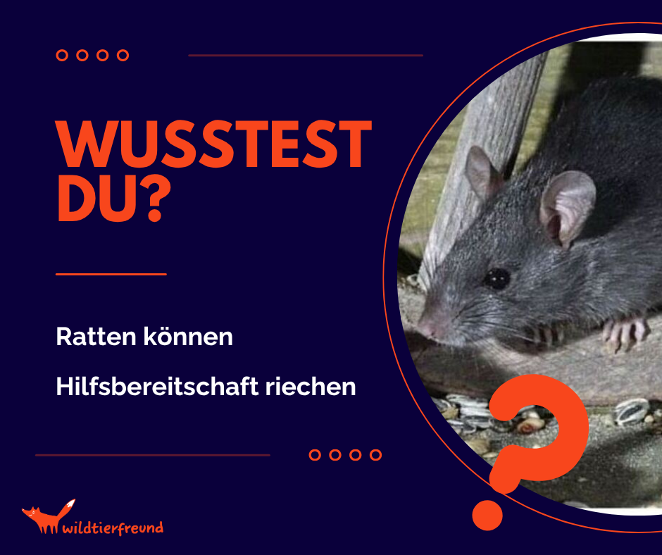 Grafik mit der Frage, ob Ratten Hilfsbereitschaft riechen können sowie ein Bild von einer Ratte