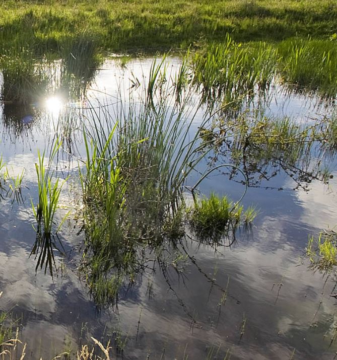 Bild eines Tümpels mit Wasserpflanzen und Spiegelung der Sonne