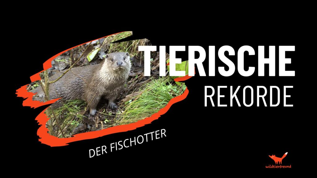 Grafisches Bild mit einem eingebauten Foto eines Fischotters zum Thema Tierische Rekorde
