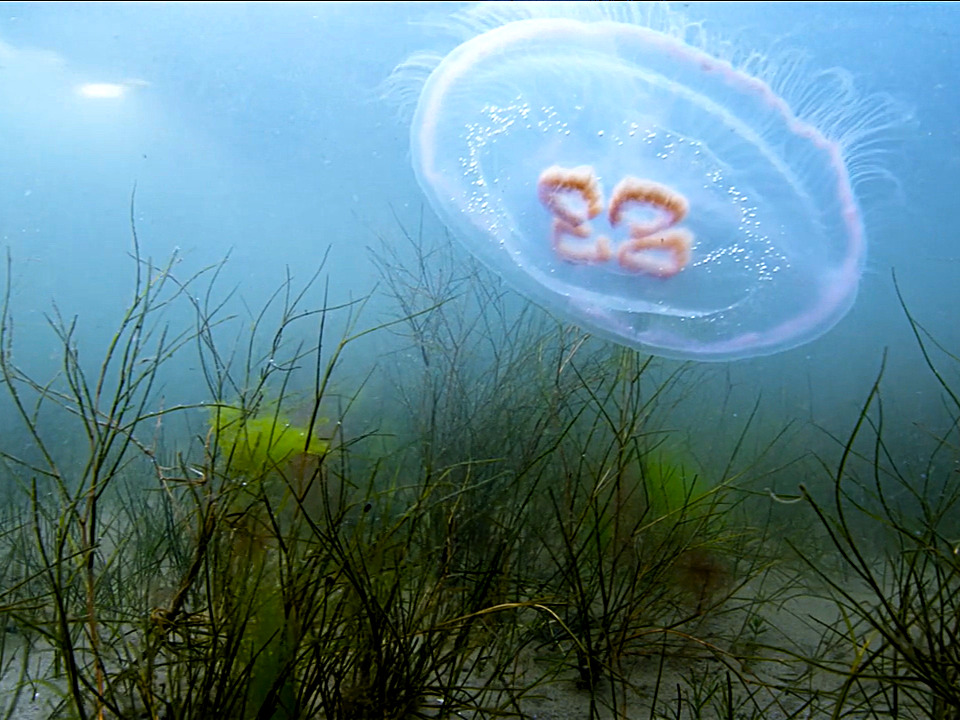 Foto einer Ohrenqualle unter Wasser, die über dem Meeresboden und einigen Wasserpflanzen schwebt