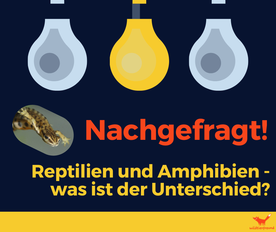 Grafik der Rubrik "Nachgefragt", die die Frage stellt, was der Unterschied zwischen Amphibien und Reptilien ist
