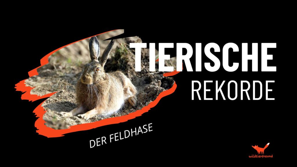 Grafik zum Thema Tierische Rekorde mit Bild von einem Feldhasen, der auf dem Boden liegt