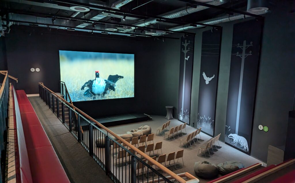 Naturkino mit einem Auerhahn auf dem Bildschirm in der Botschaft der Wildtiere