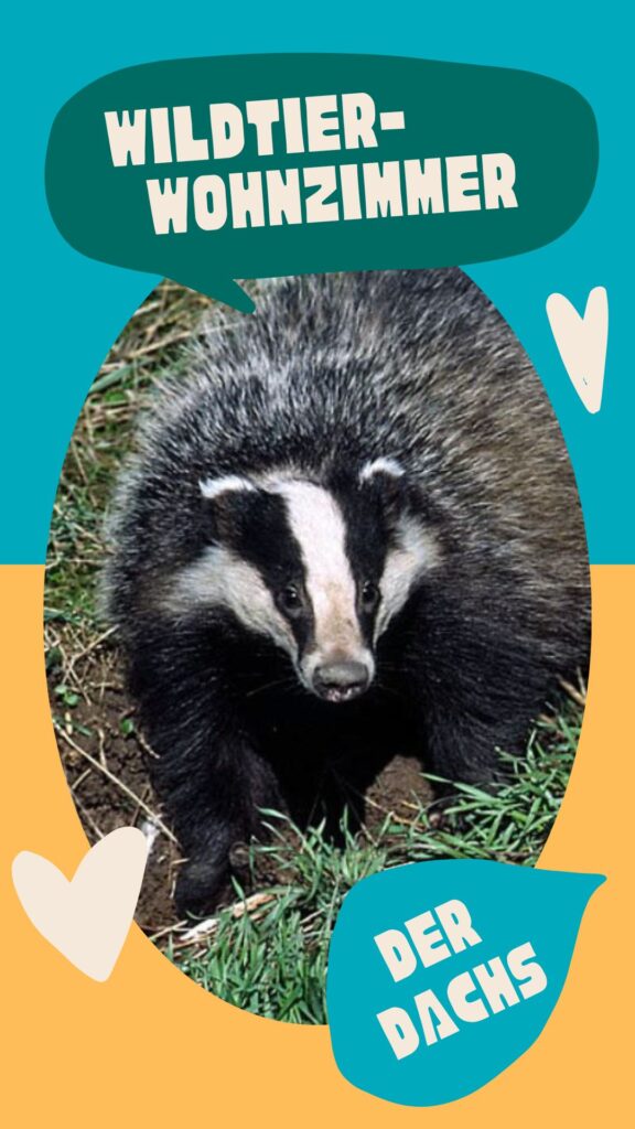 Grafik mit Schriftzug und Bild eines Dachses 