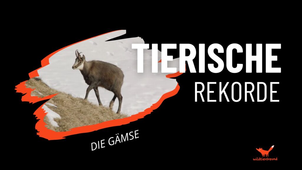 Grafik mit Titel "Tierische Rekorde", Bild einer Gämse mit schneebedecktem, alpinen Hintergrund