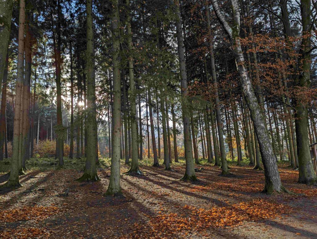 Das Bild zeigt einen Wald im Herbst mit Laub am Boden