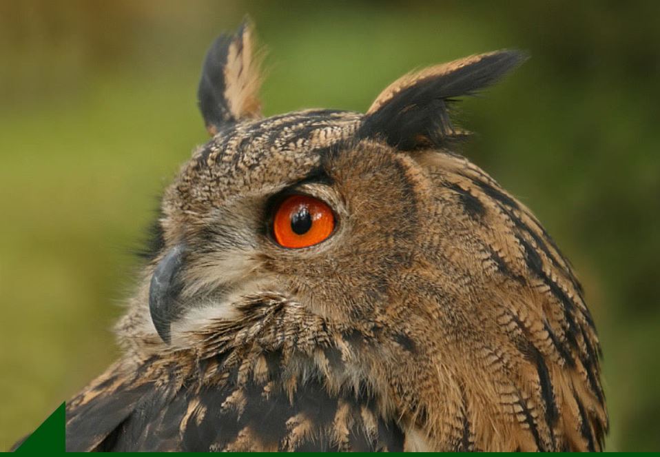 Nahaufnahme eines Uhus