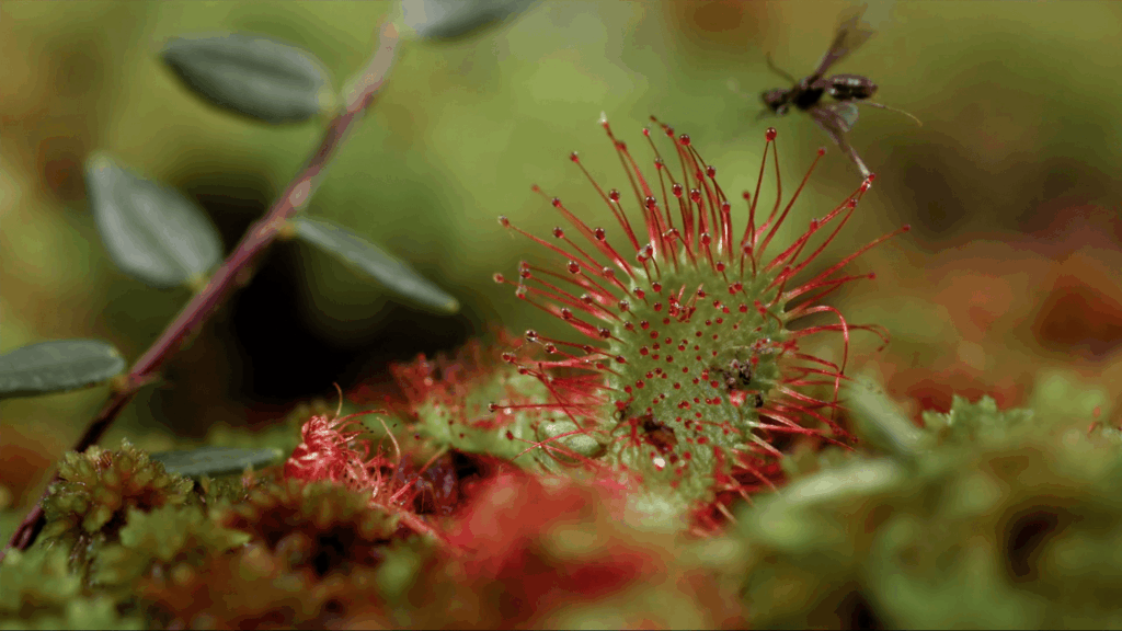 Nahaufnahme eines Sonnentaus, an dem gerade eine Fliege kleben bleibt