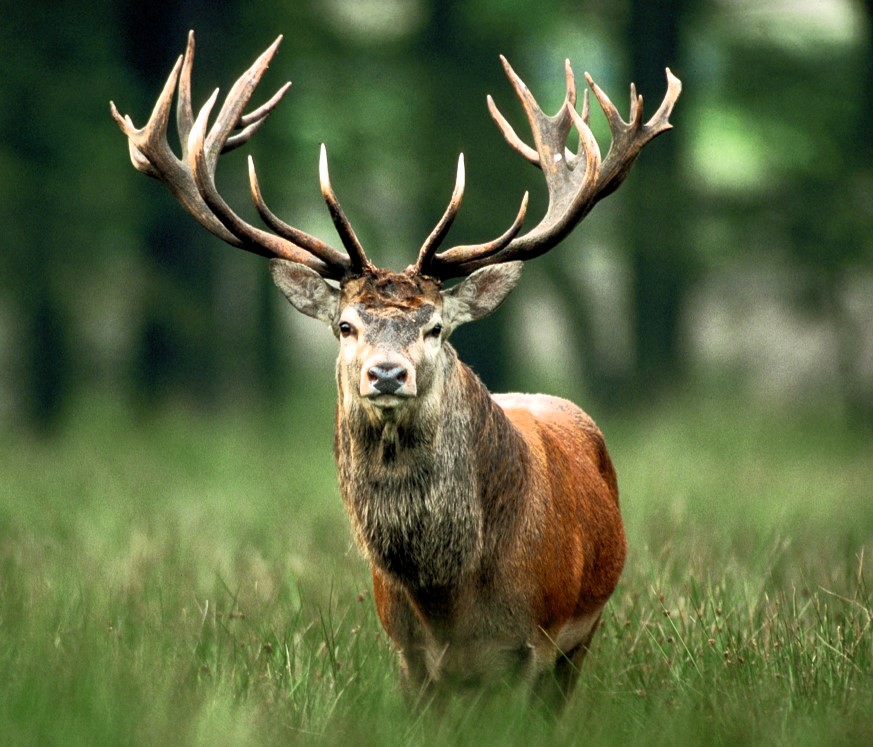 Rothirsch auf einer Wiese mit mächtigem Geweih
Quelle: Deutsche Wildtier Stiftung, Thomas Martin
