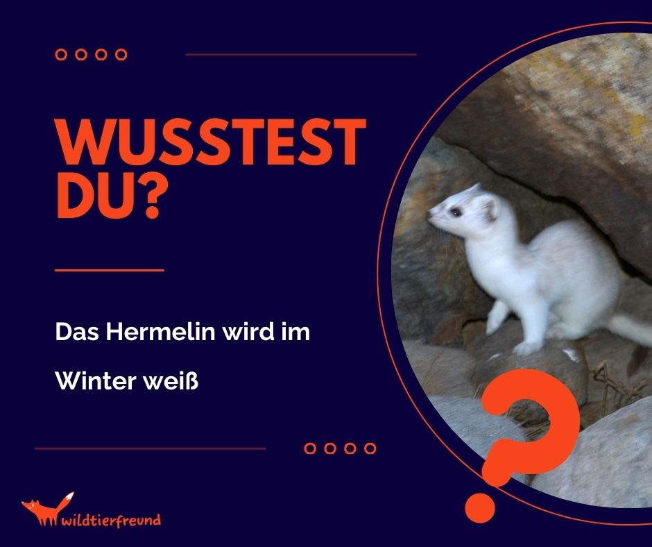 Grafik mit dem Bild eines weißen Hermelins eingeblendet mit der Frage, ob man gewusst hat, dass das Hermelin im Winter weiß wird