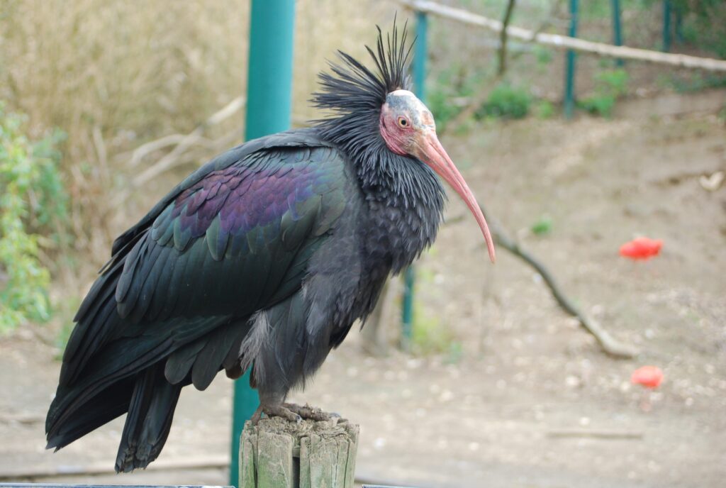 Großaufnahme eines Waldrapps