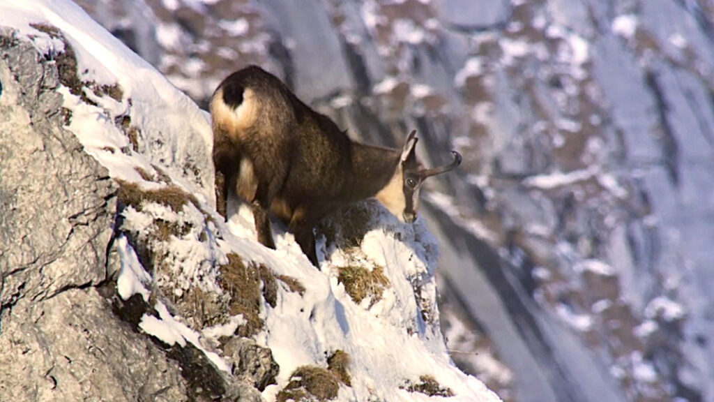 Gämse in den Bergen auf einem verschneiten Berggipfel