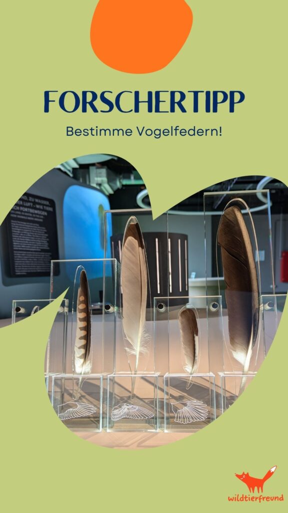 Grafisches Bild, das verschiedene Vogelfedern in der Botschaft der Wildtiere in Hamburg zeigt. 