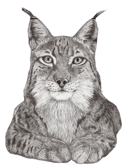 Illustration des Gesicht eines Luchses, beide Vorderpfoten liegen vorne