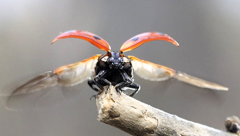Nahaufnahme eines Marienkäfers, der die Flügel ausbreitet und kurz vorm Losfliegen ist