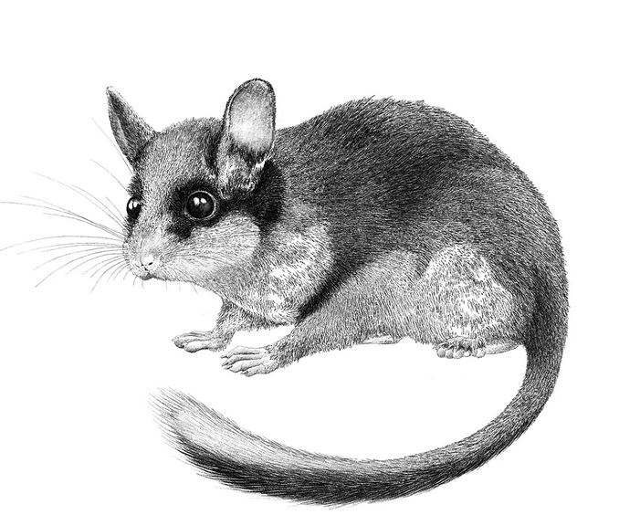 Illustration in schwarz-weiß eines Gartenschläfers