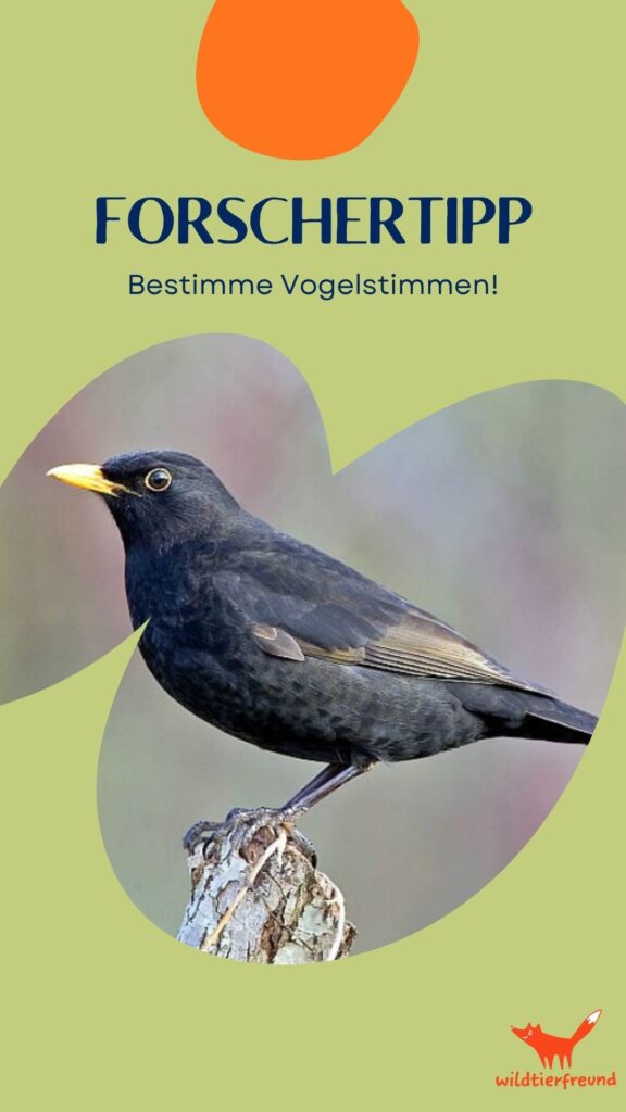 Grafik mit Schriftzug "Forschertipp" und einer Amsel in Nahaufnahme