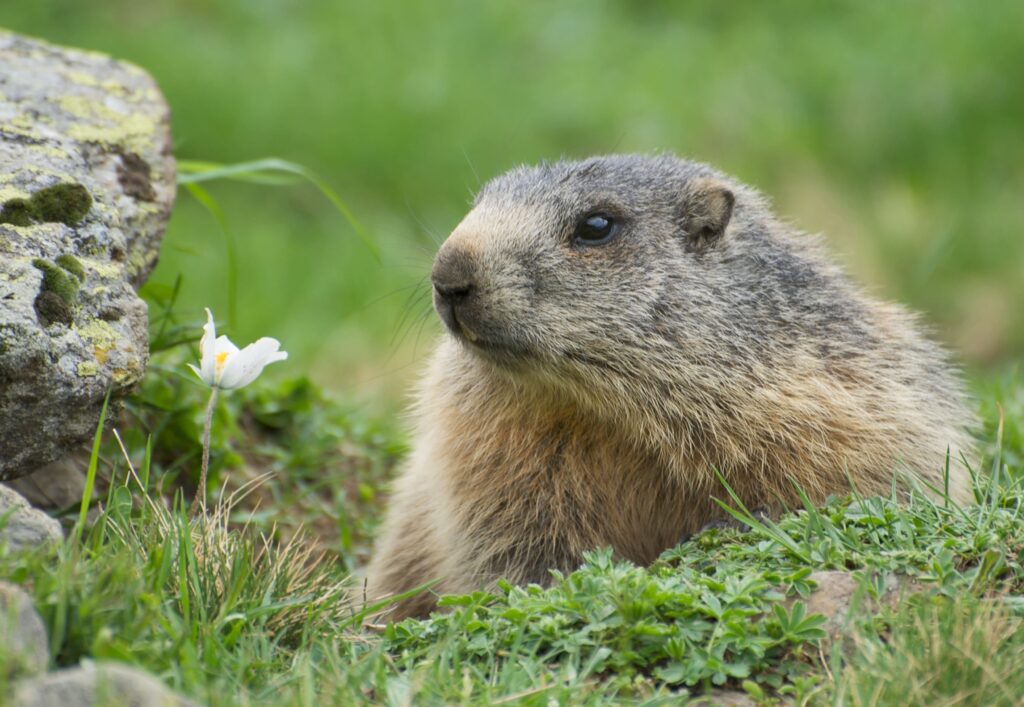 Nahaufnahme eines Murmeltiers auf einer Wiese, im Vordergrund ein Stein und eine Blume