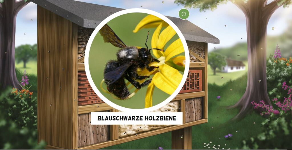 Grafik eines Insektenhotels, davor ist die Nahaufnahme einer blauschwarzen Holzbiene zu sehen
