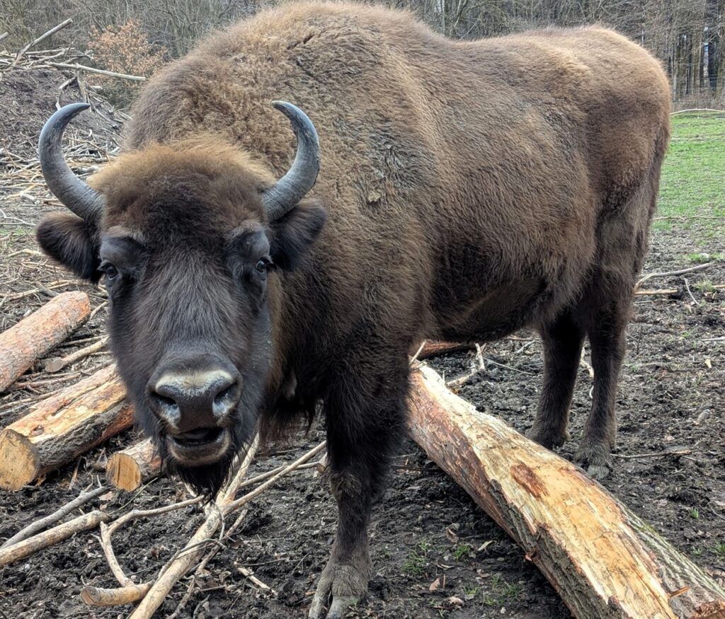 Wisent Nahaufnahme 