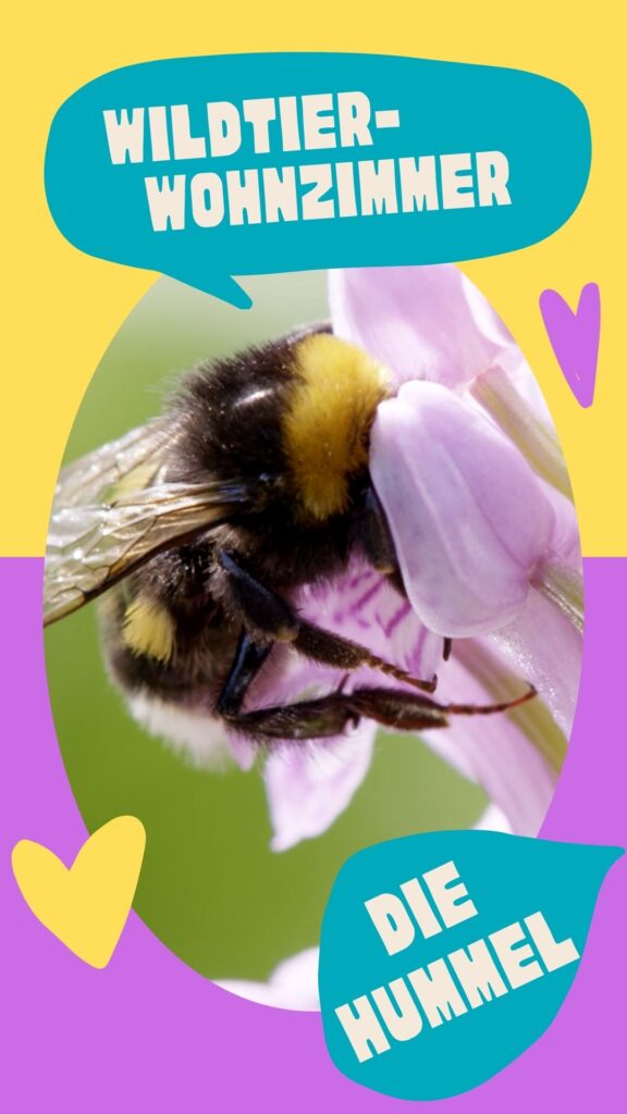 Grafisches Bild mit einer Nahaufnahme einer Hummel, die in einer Blüte Nektar trinkt