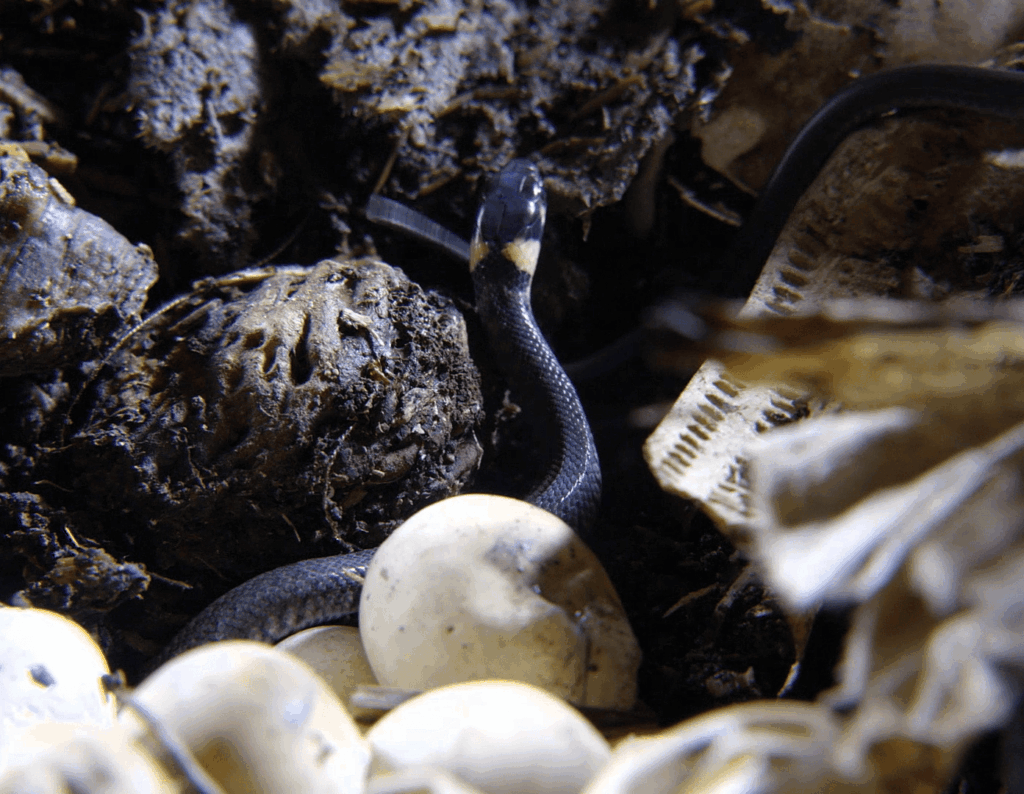 Nest einer Ringelnatter