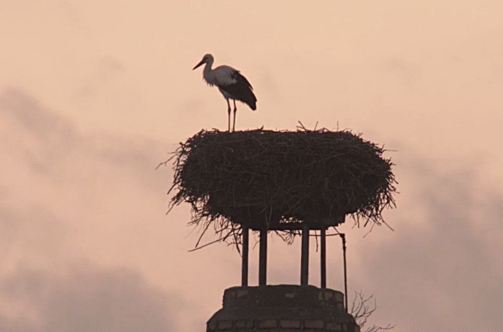 Weißstorch in der Abenddämmerung stehend auf seinem Nest