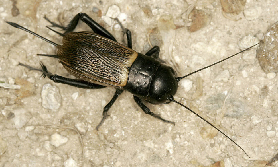 Nahaufnahme einer Feldgrille