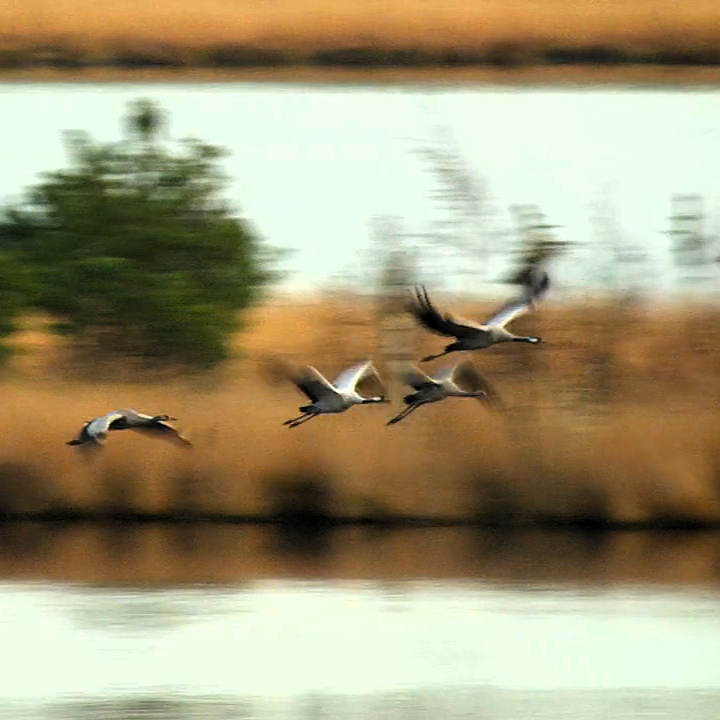 Kraniche im Flug