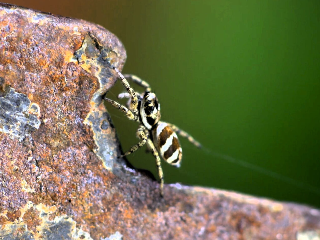 Nahaufnahme einer Zebra-Springspinne